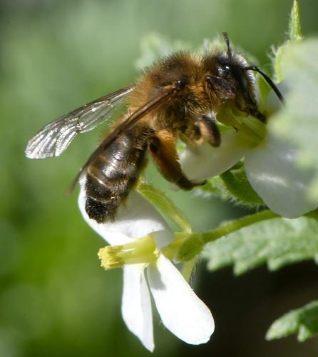 Andrena nigroaenea